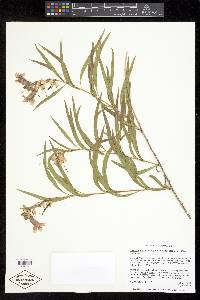 Chilopsis linearis subsp. arcuata image