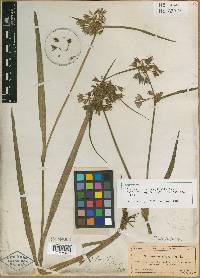 Tradescantia longifolia image