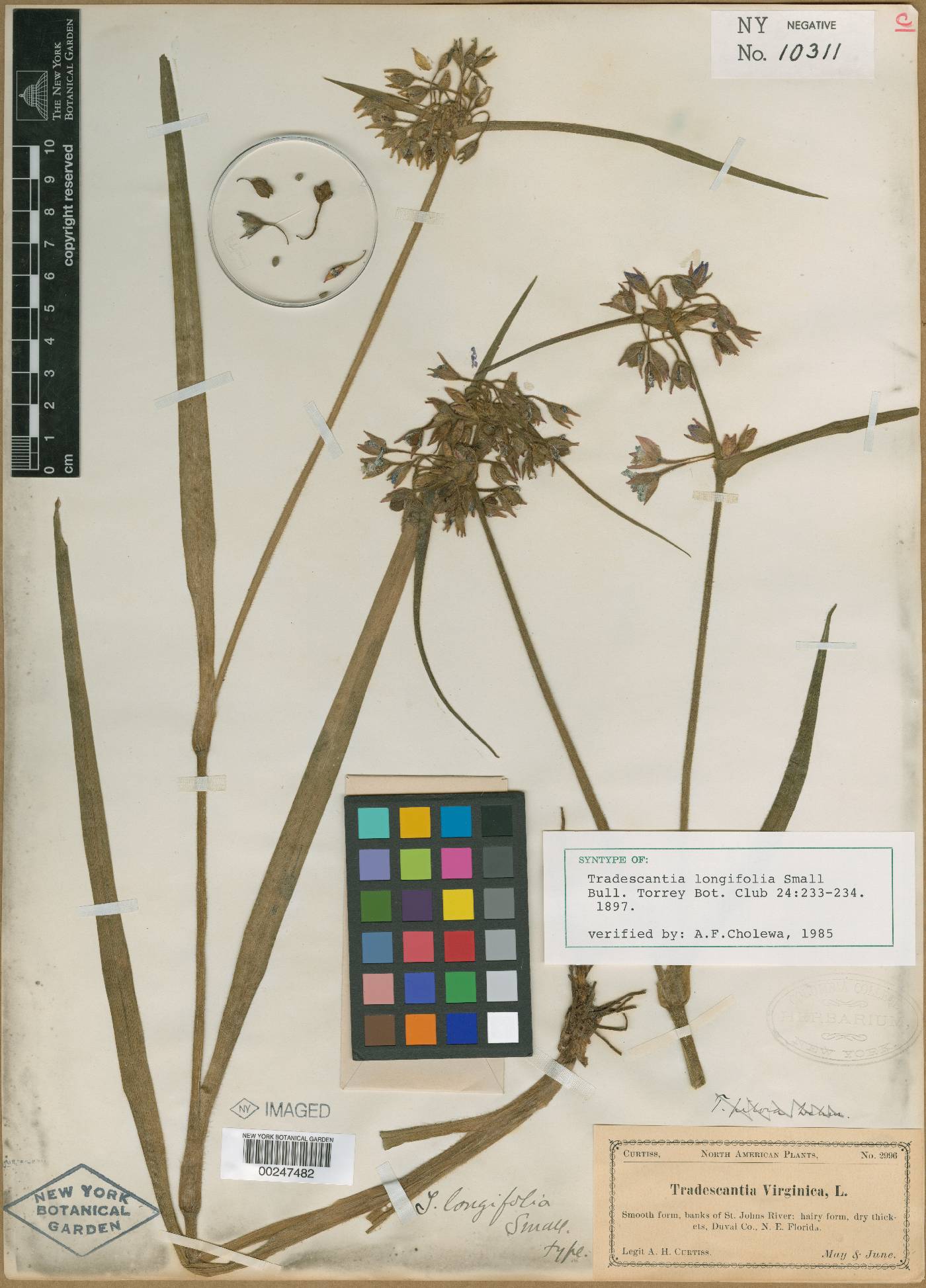 Tradescantia longifolia image