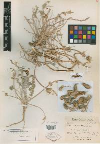 Astragalus eurylobus image