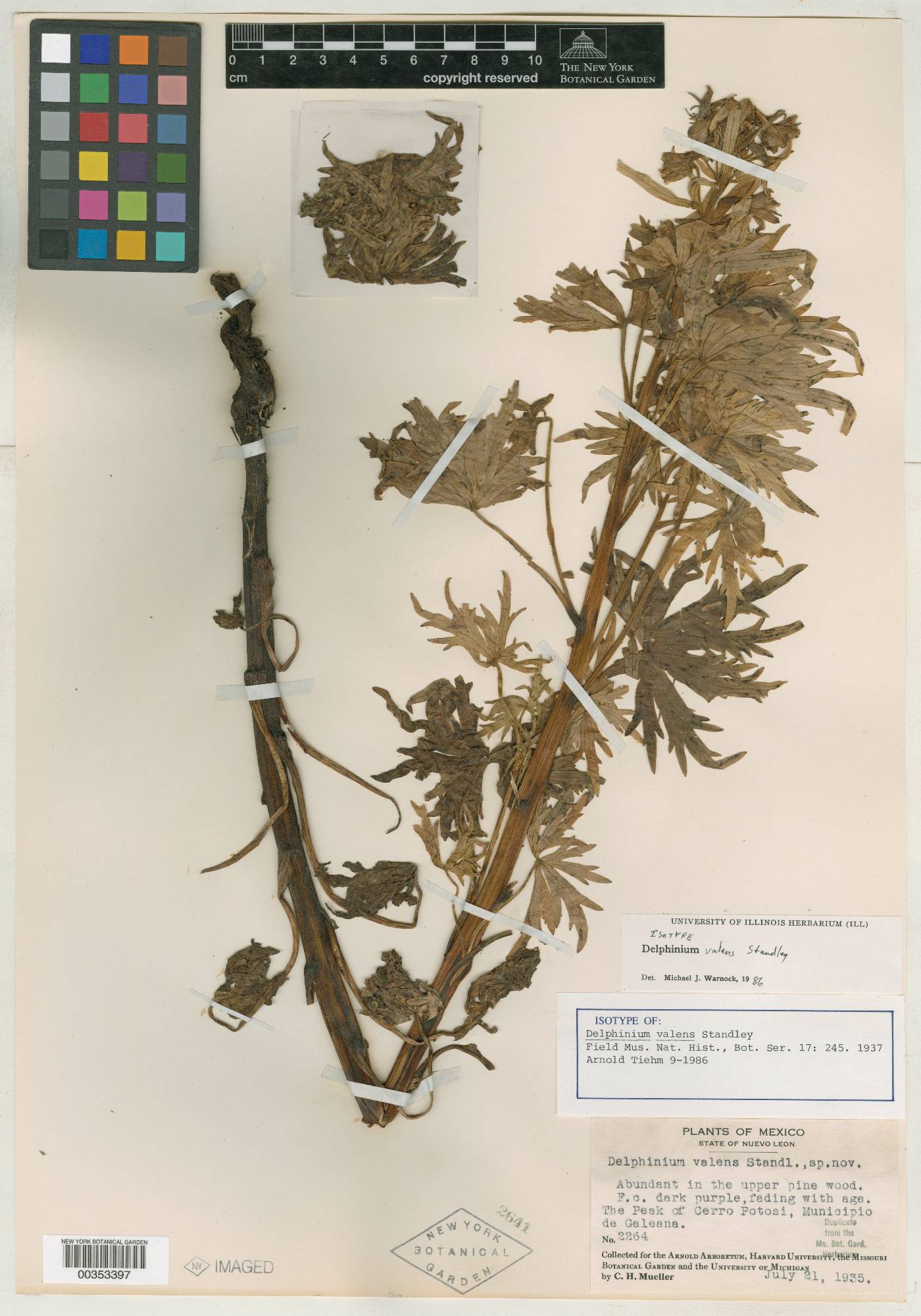 Delphinium valens image