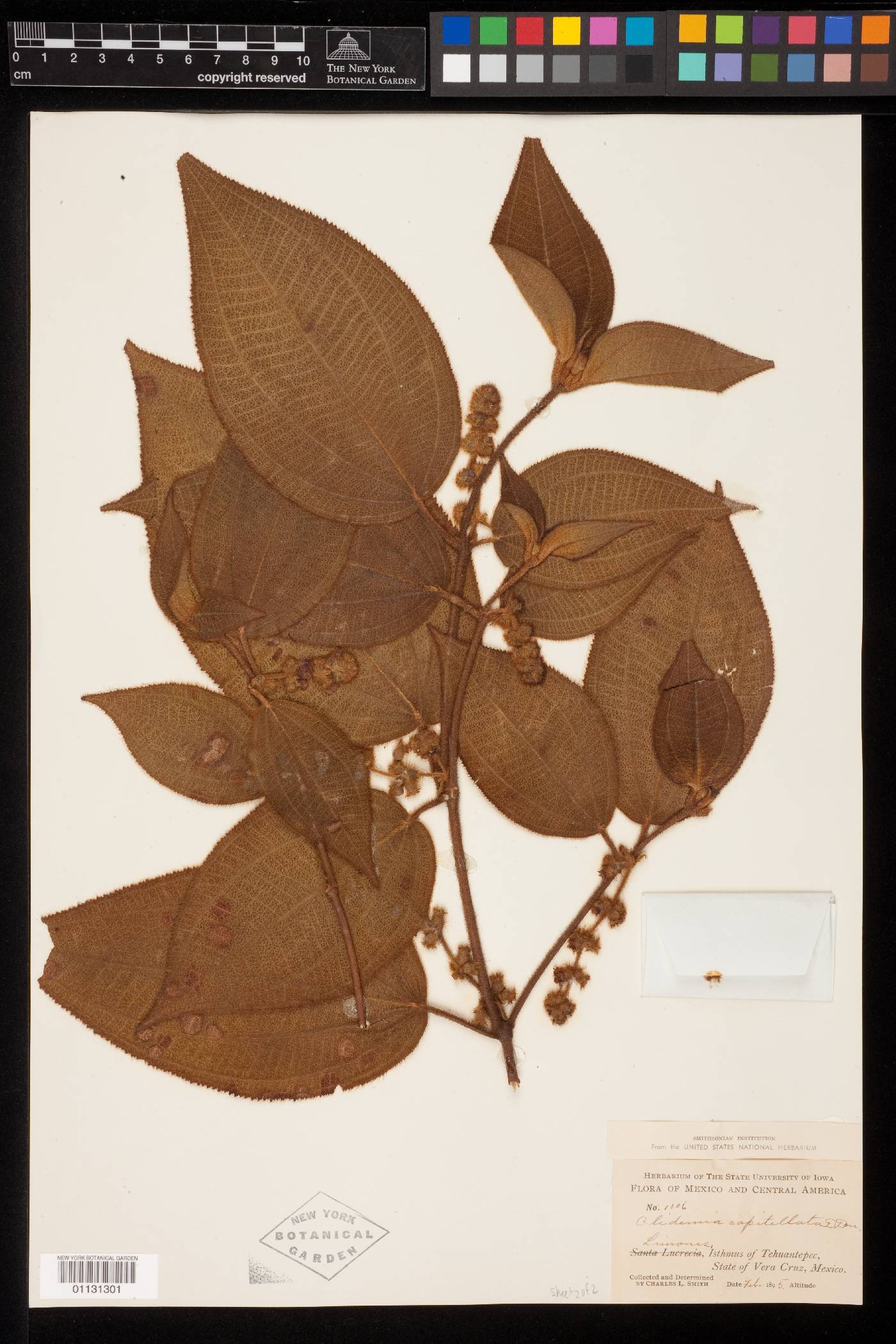 Miconia spicata image