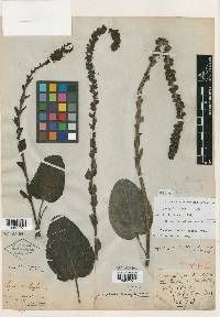 Synthyris bullii image