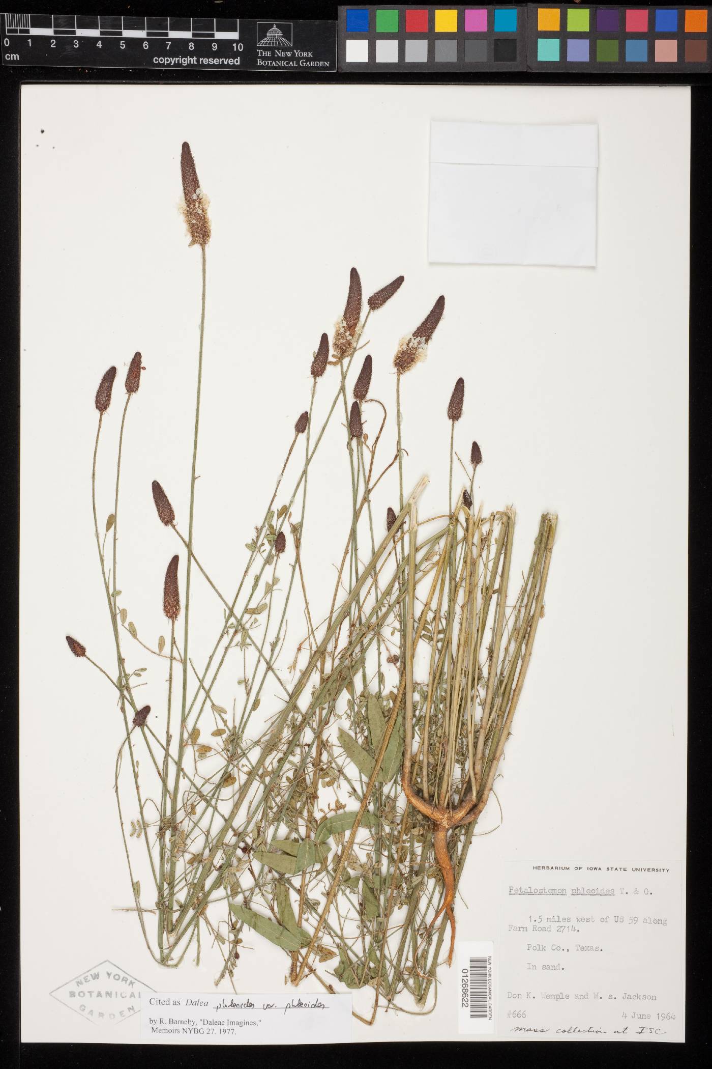 Dalea phleoides var. phleoides image
