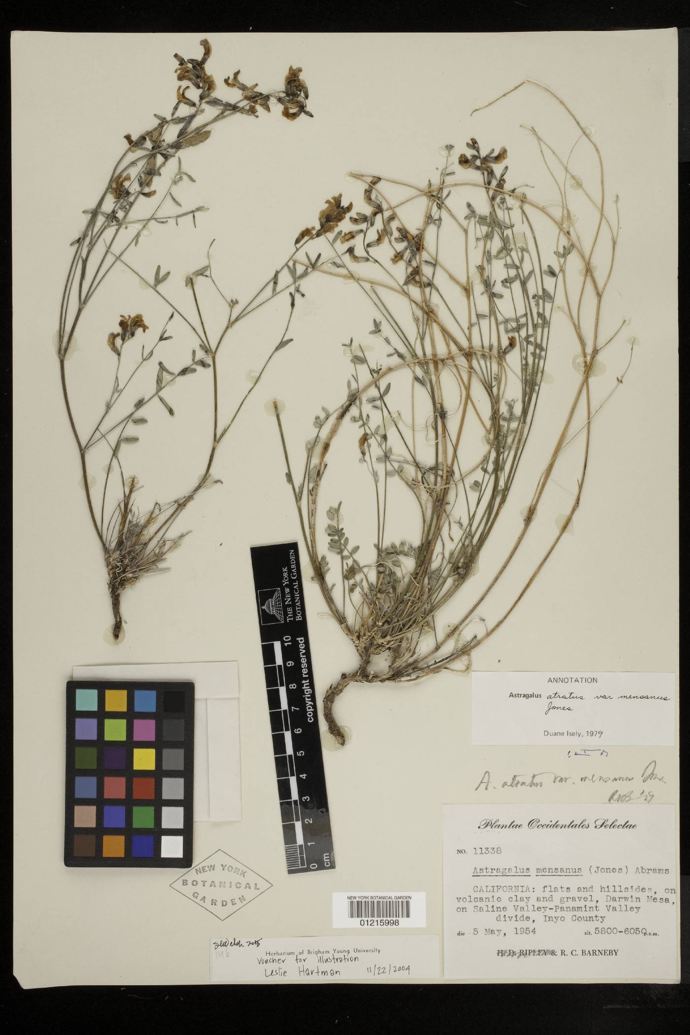 Astragalus atratus var. mensanus image