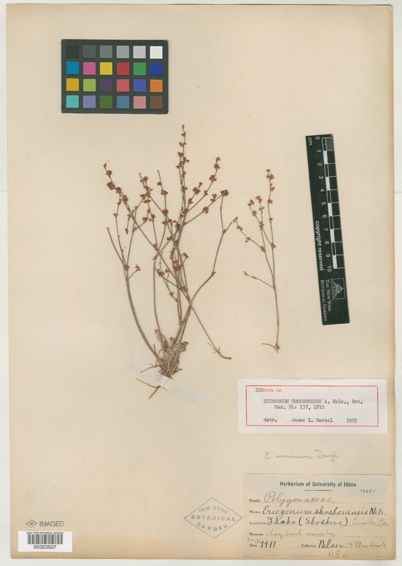Eriogonum vimineum image