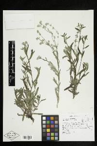 Cryptantha torreyana image