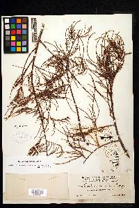 Taxodium distichum var. imbricarium image