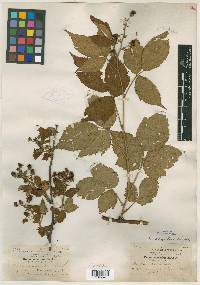 Rubus amnicola image