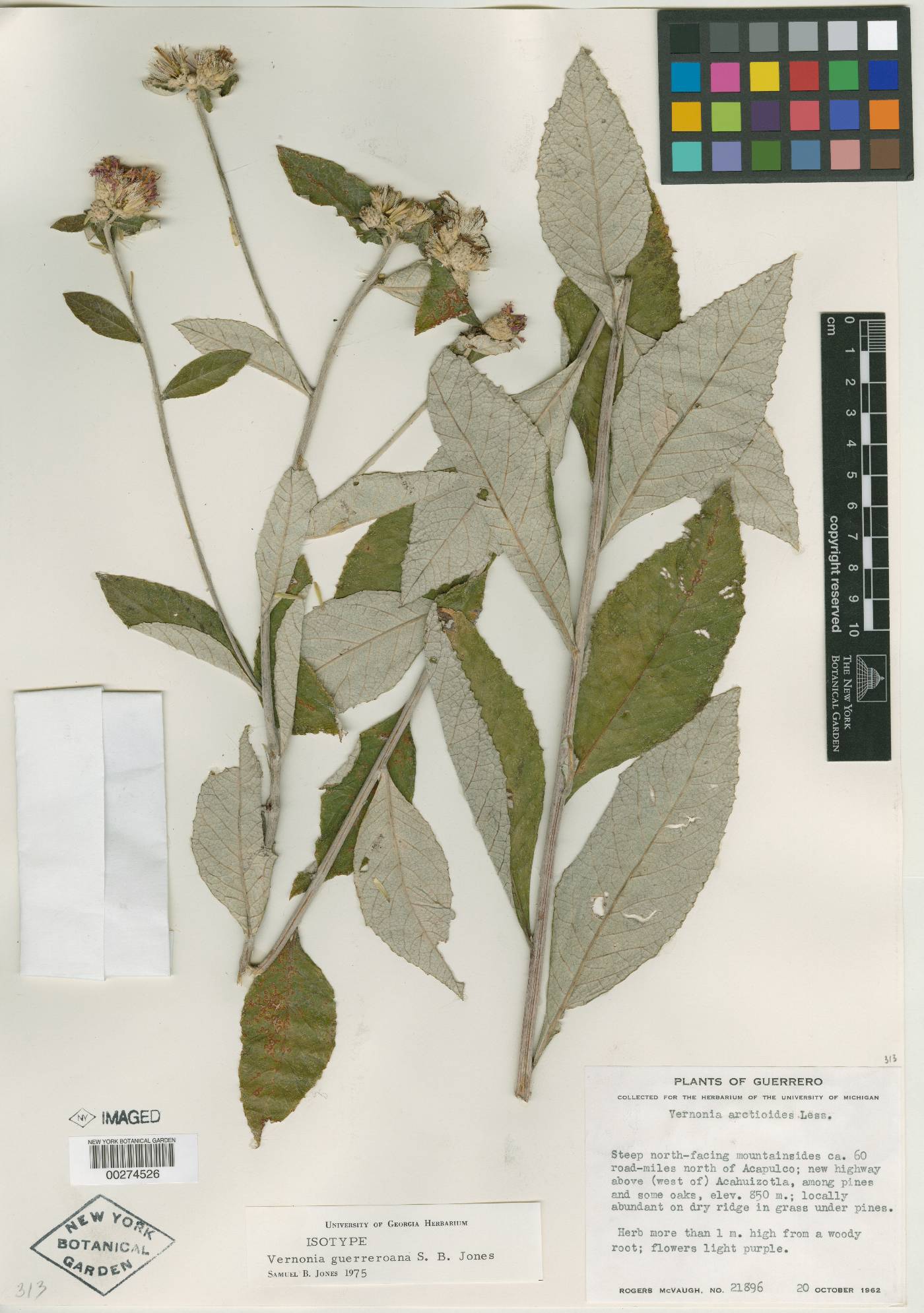 Vernonia greggii var. ervendbergii image