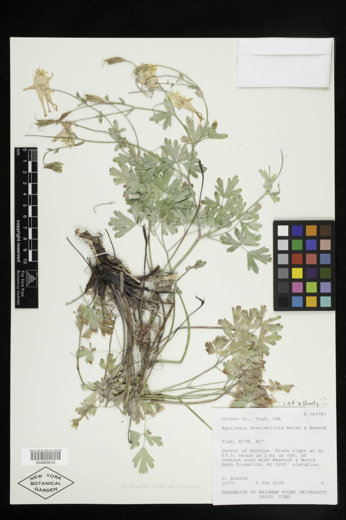 Aquilegia micrantha var. micrantha image