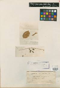 Astragalus sanguineus image