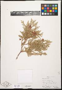 Thuja occidentalis image