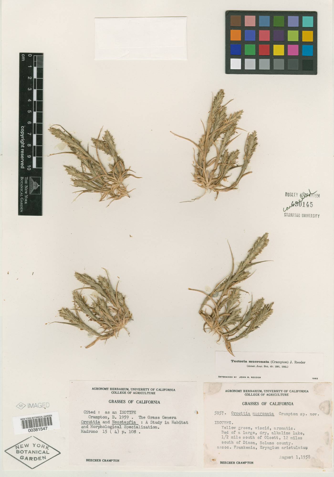 Orcuttia mucronata image