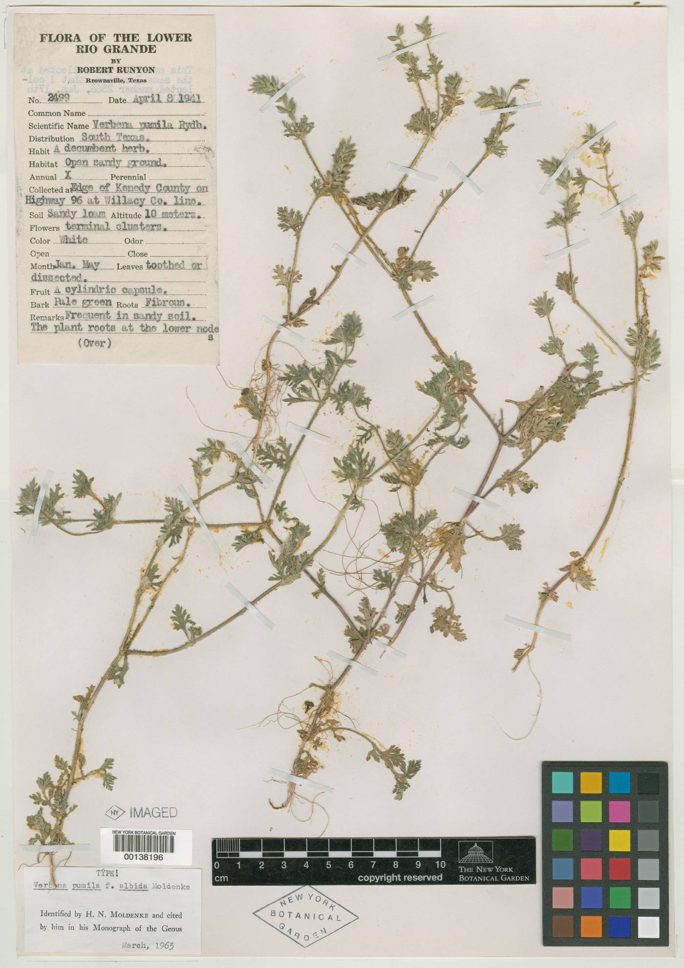 Verbena quadrangulata image
