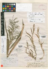 Paspalum repens image