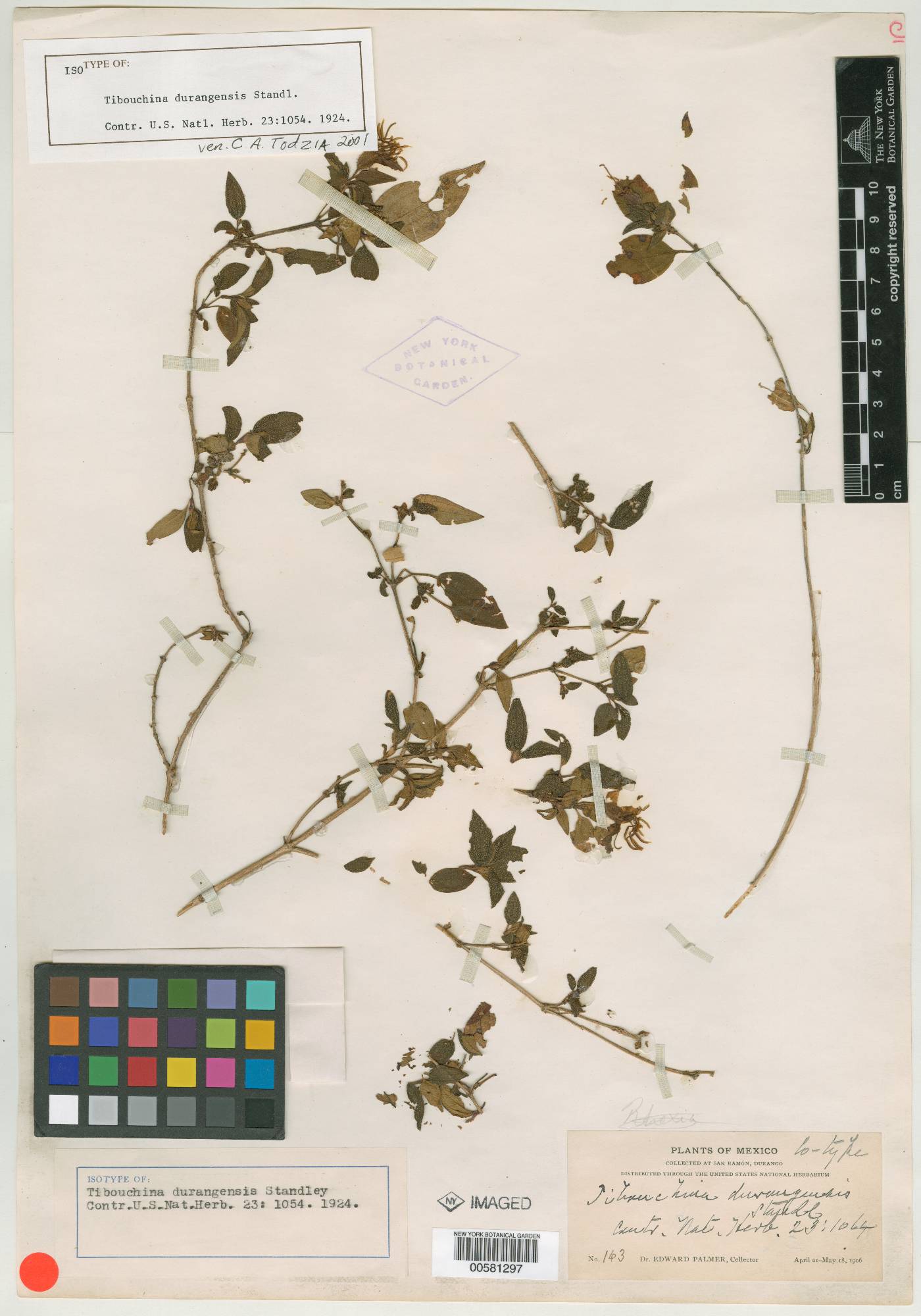 Tibouchina durangensis image