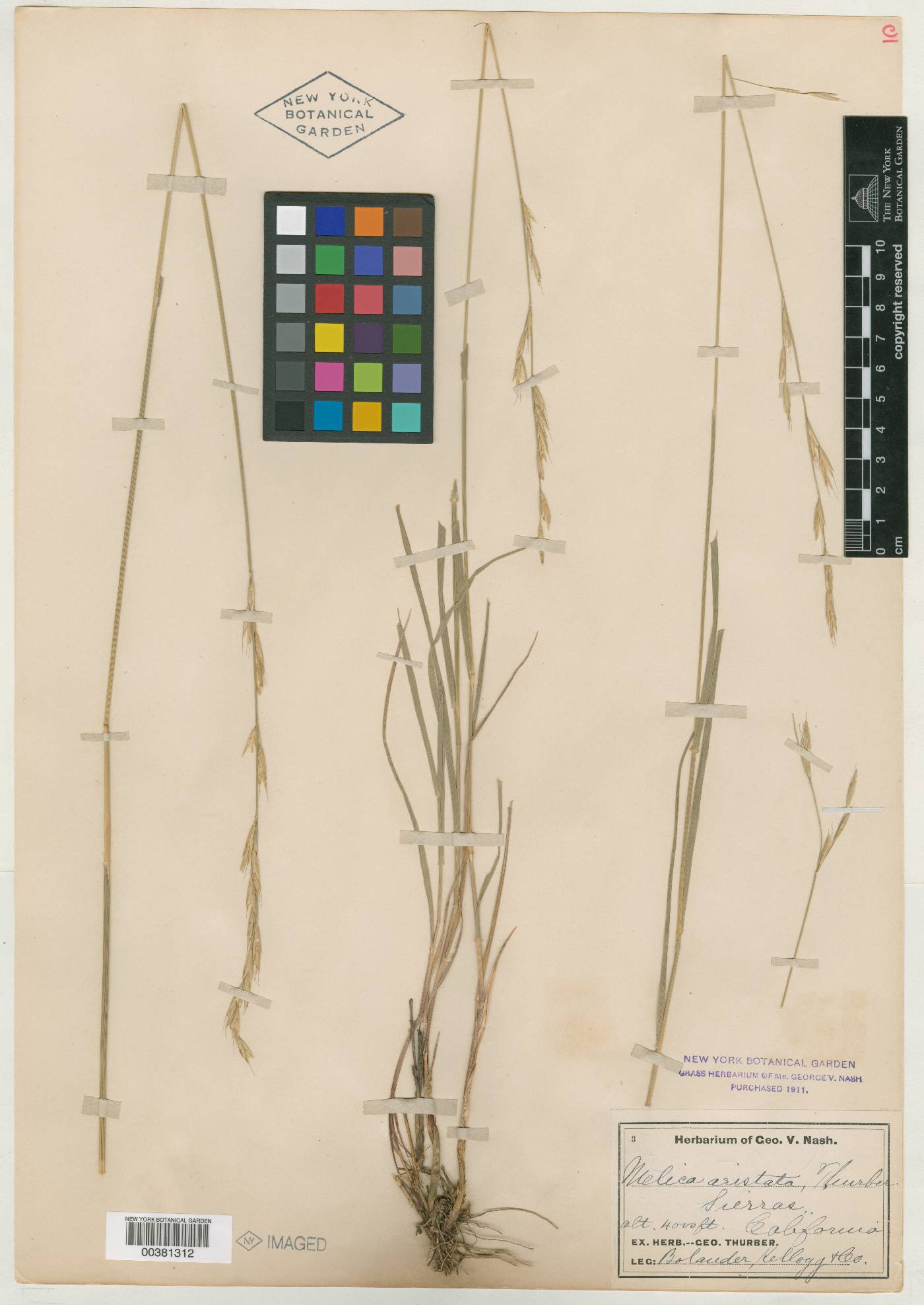 Melica aristata image