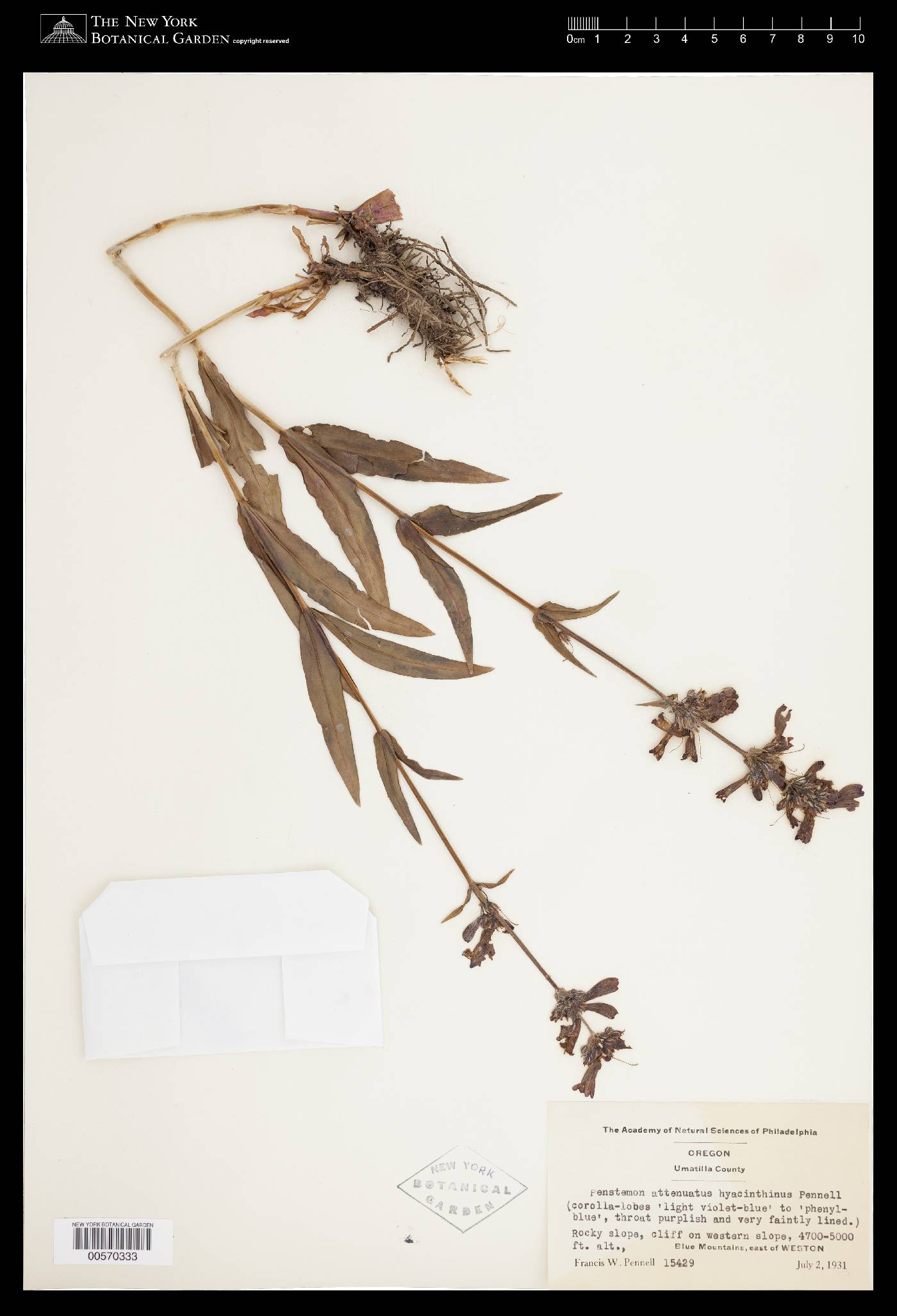 Penstemon attenuatus var. attenuatus image