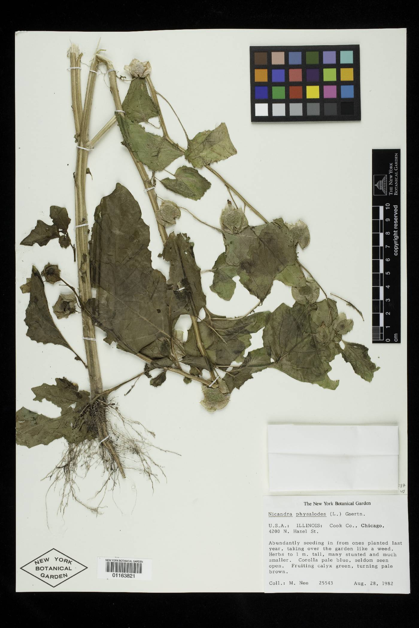 Nicandra physalodes image