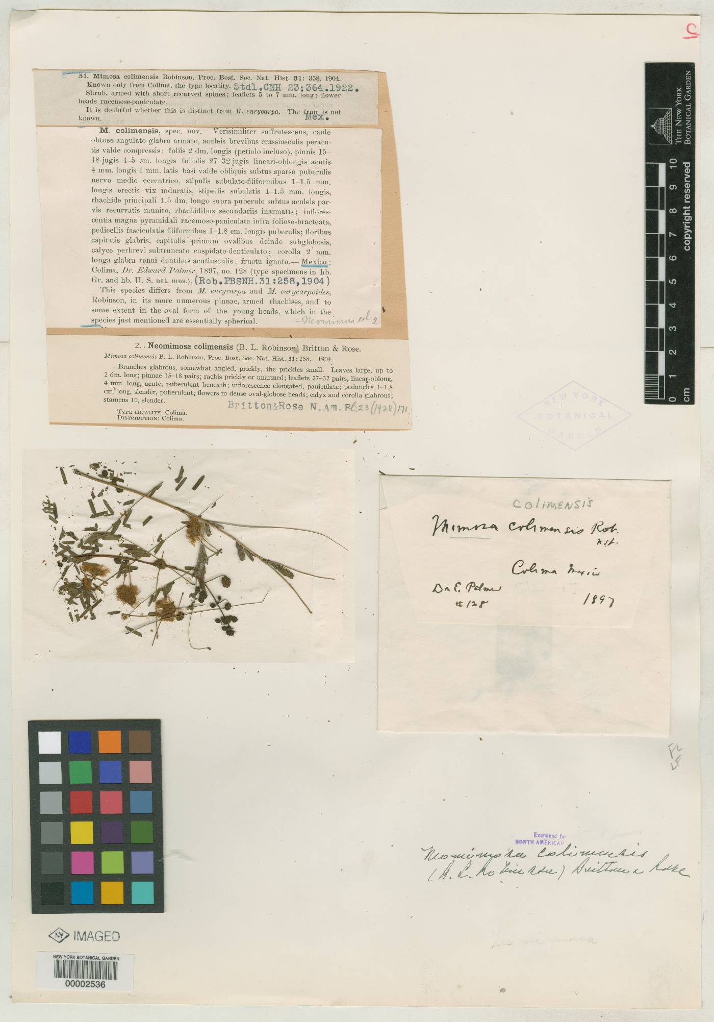 Mimosa colimensis image