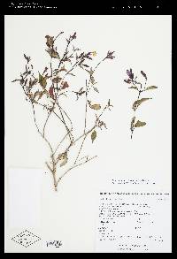 Tibouchina xochiatencana image