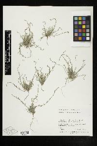 Pectocarya heterocarpa image