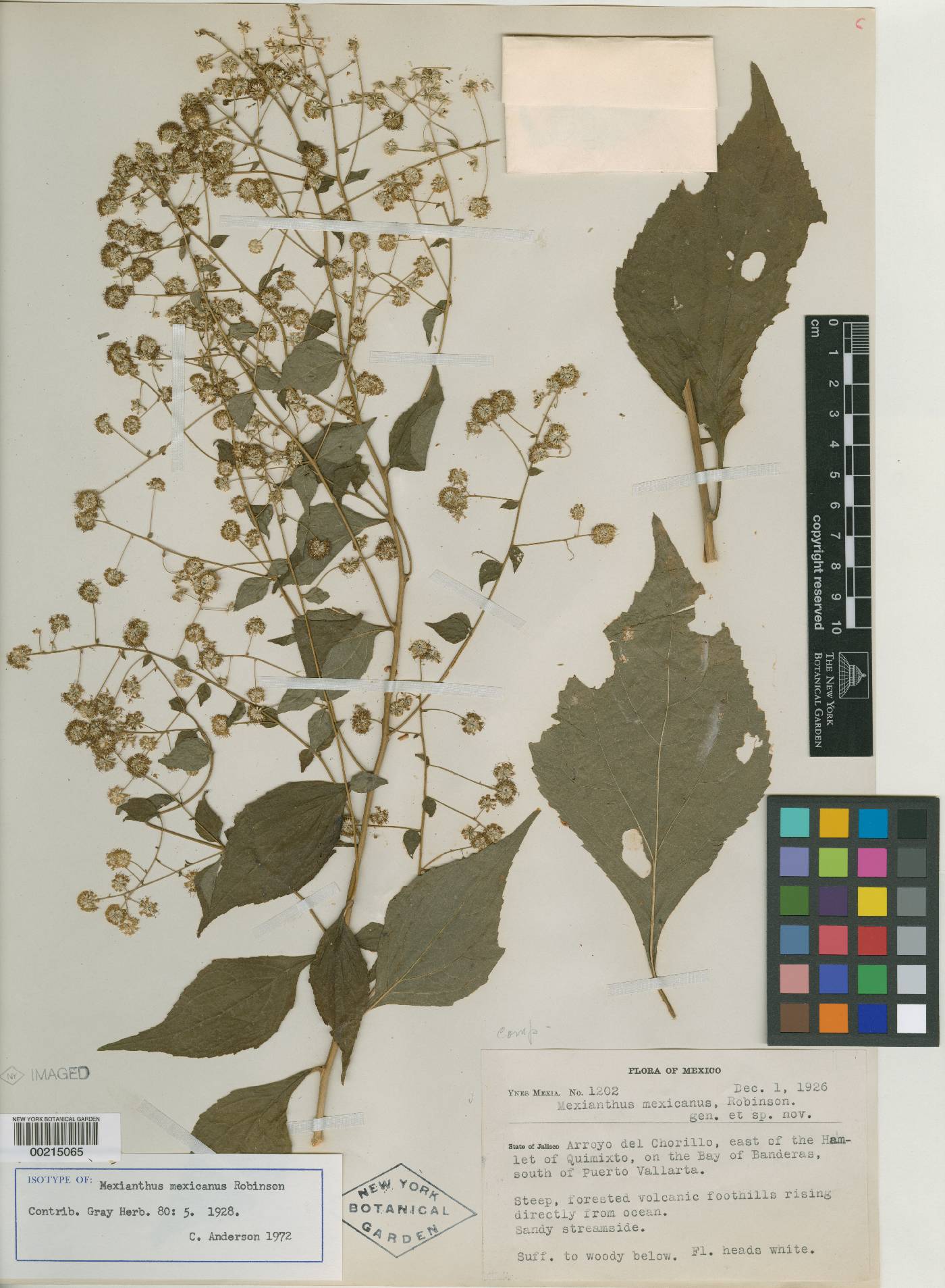 Mexianthus image