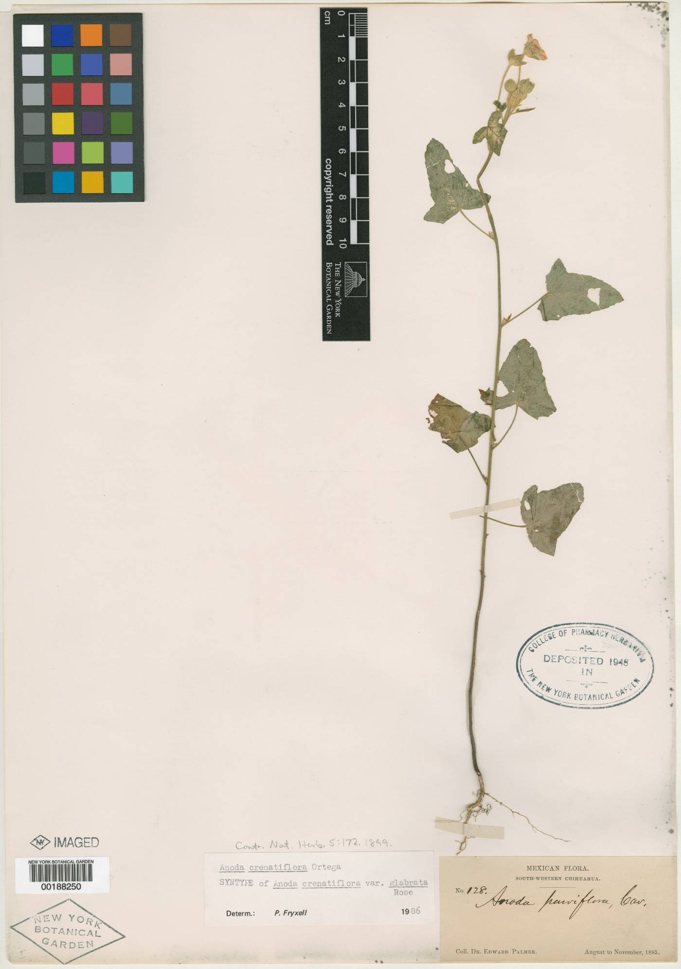 Anoda crenatiflora image