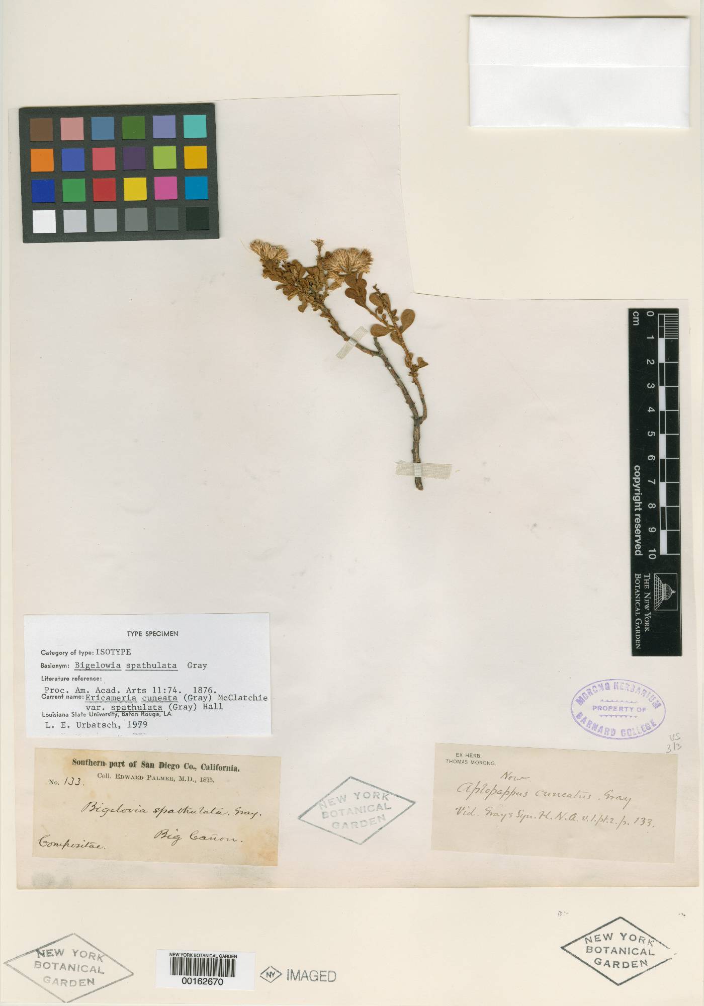 Bigelowia spathulata image
