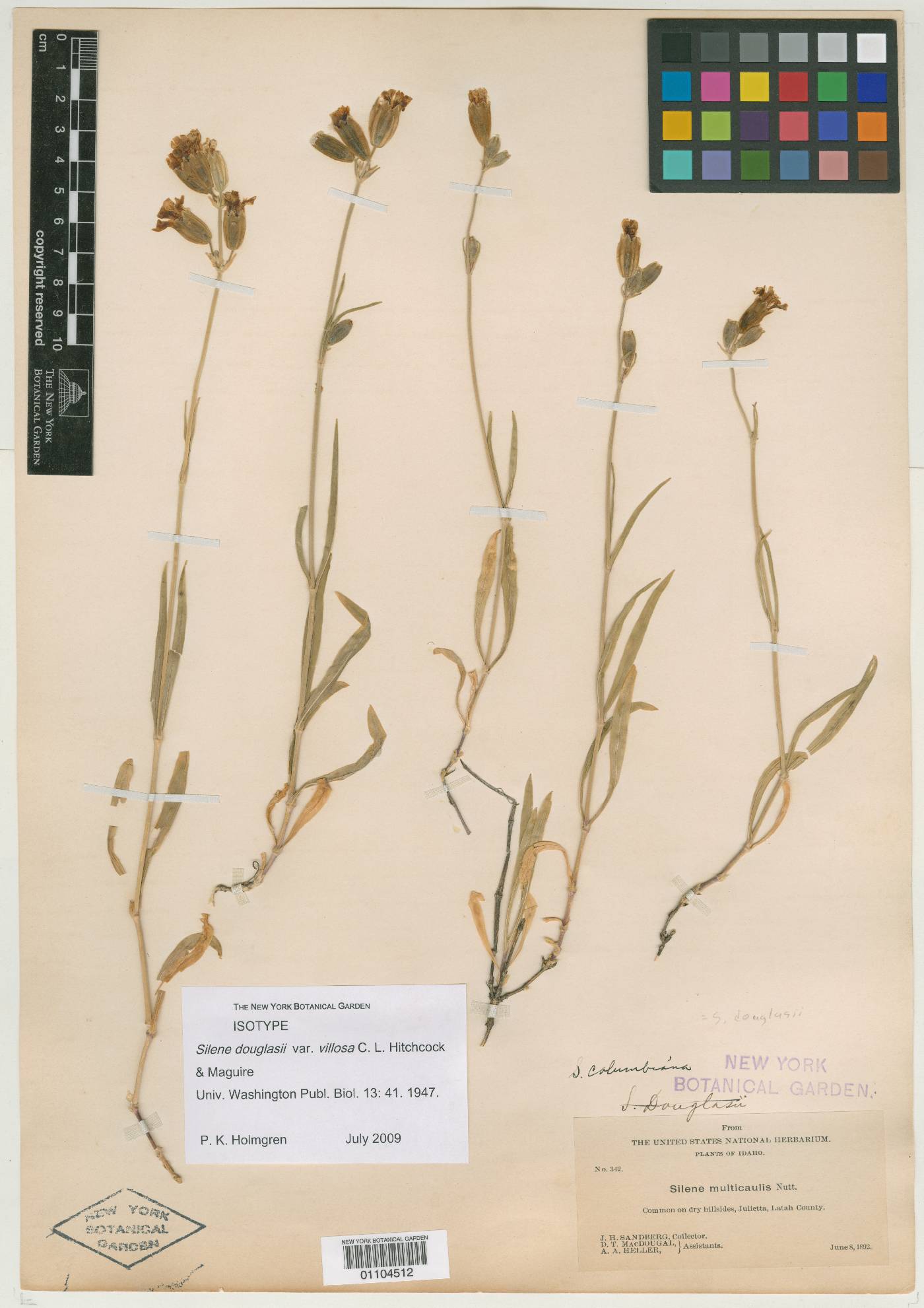 Silene douglasii var. douglasii image