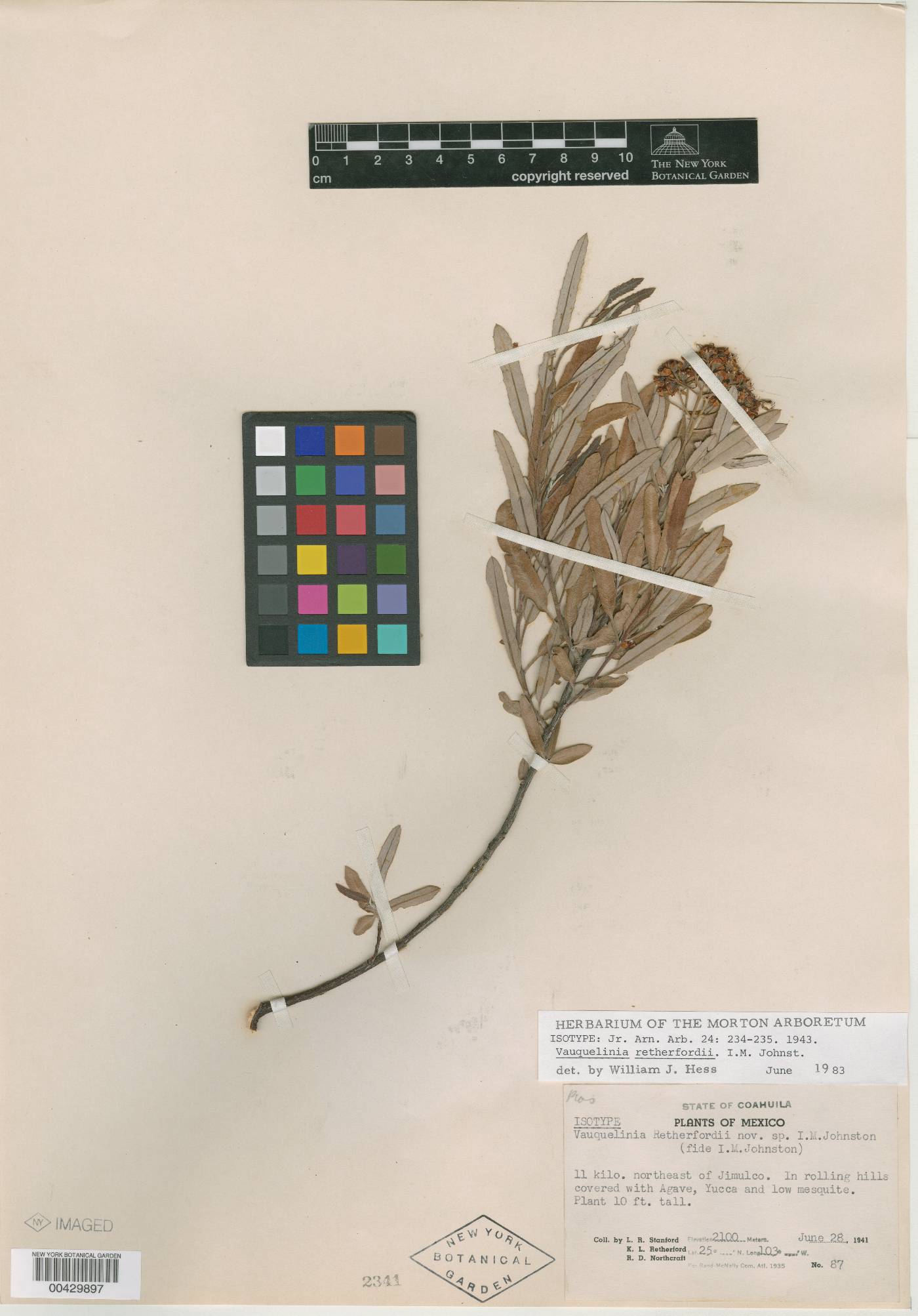 Vauquelinia californica subsp. retherfordii image