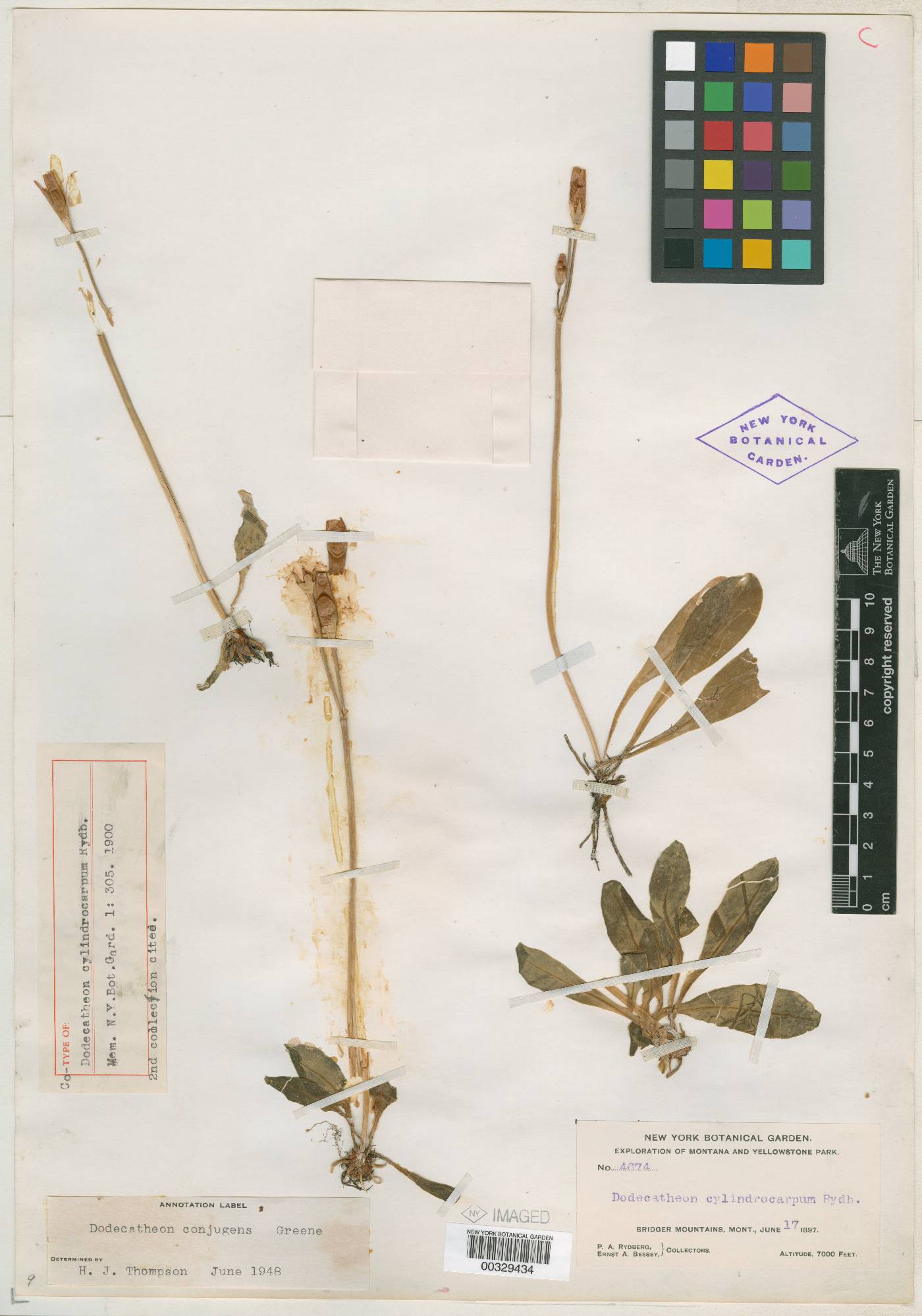 Dodecatheon cylindrocarpum image