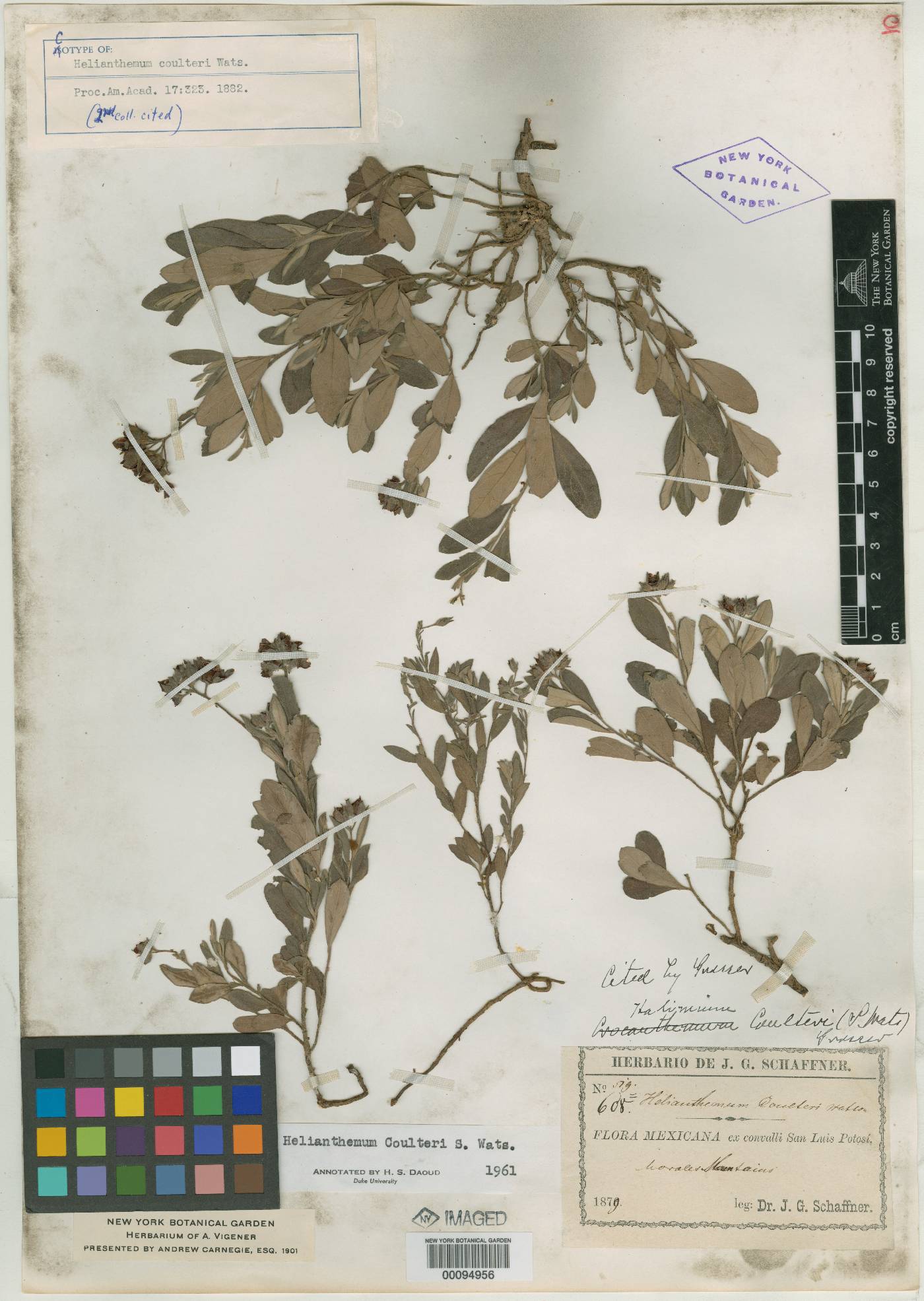Helianthemum coulteri image