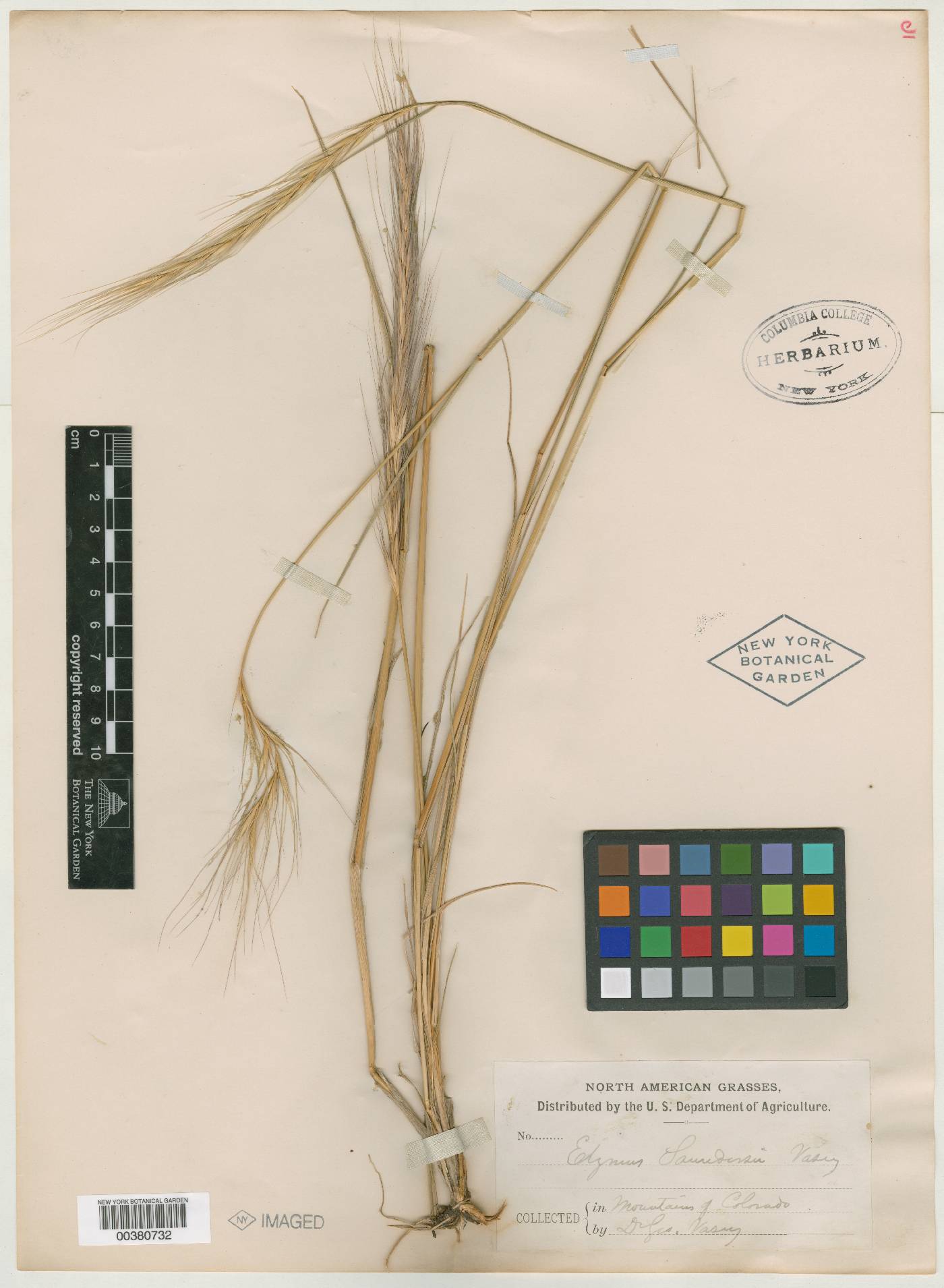Elymus × saundersii image