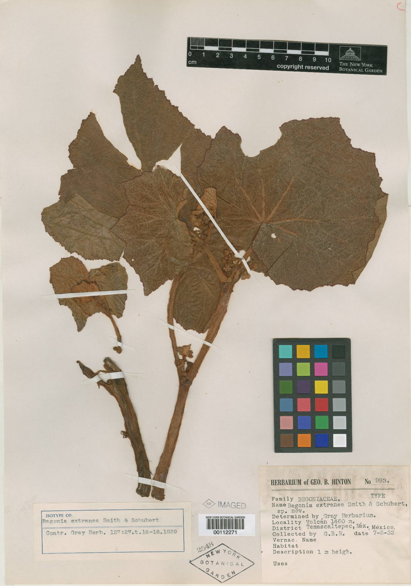 Begonia extranea image