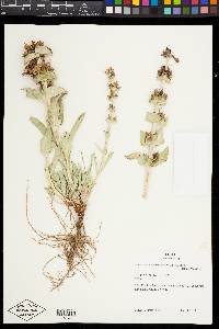 Penstemon acuminatus image