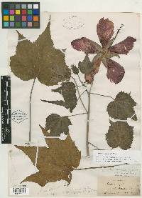 Hibiscus integrifolius image