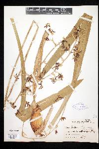 Oncidium altissimum image