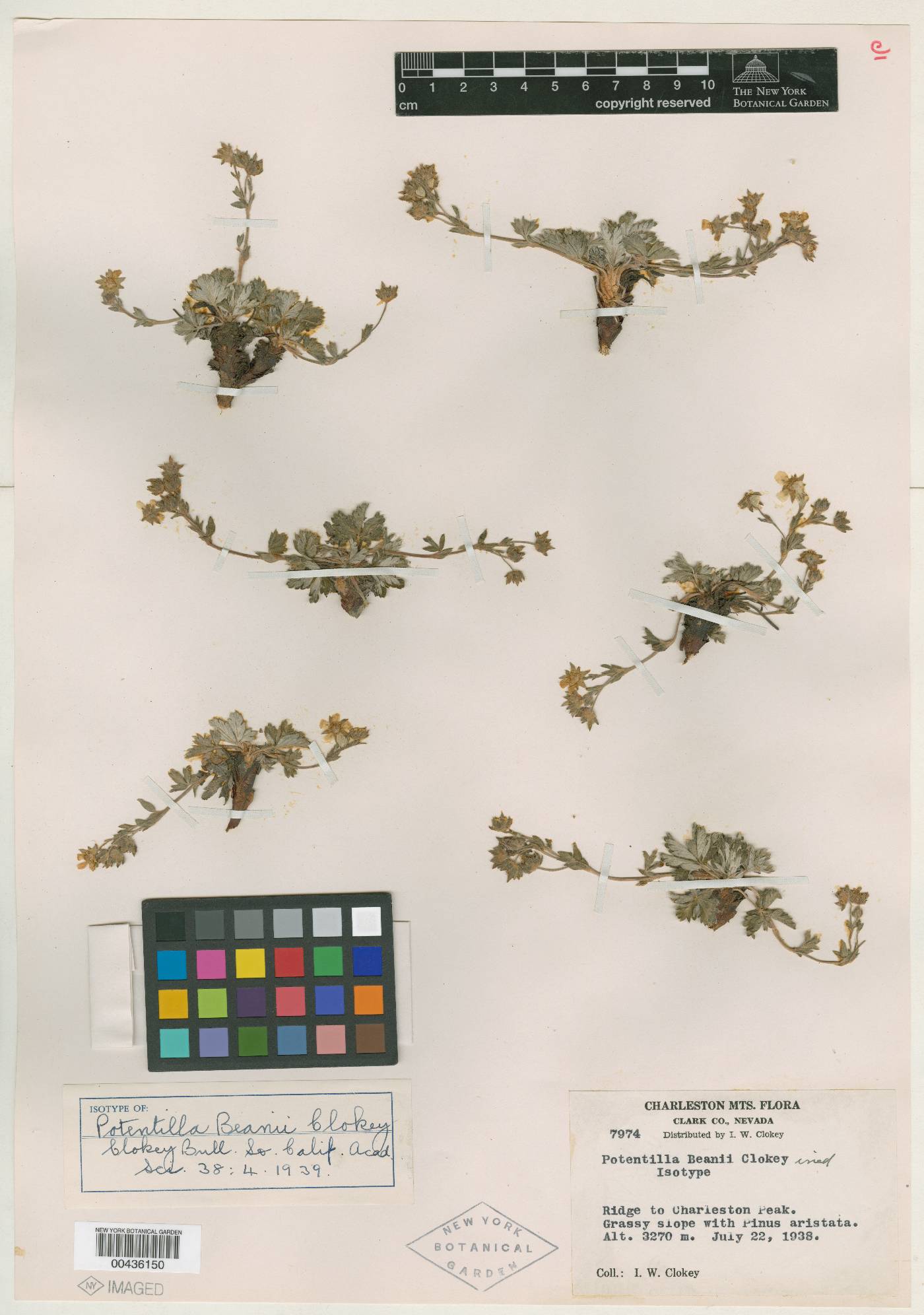 Potentilla concinna var. proxima image
