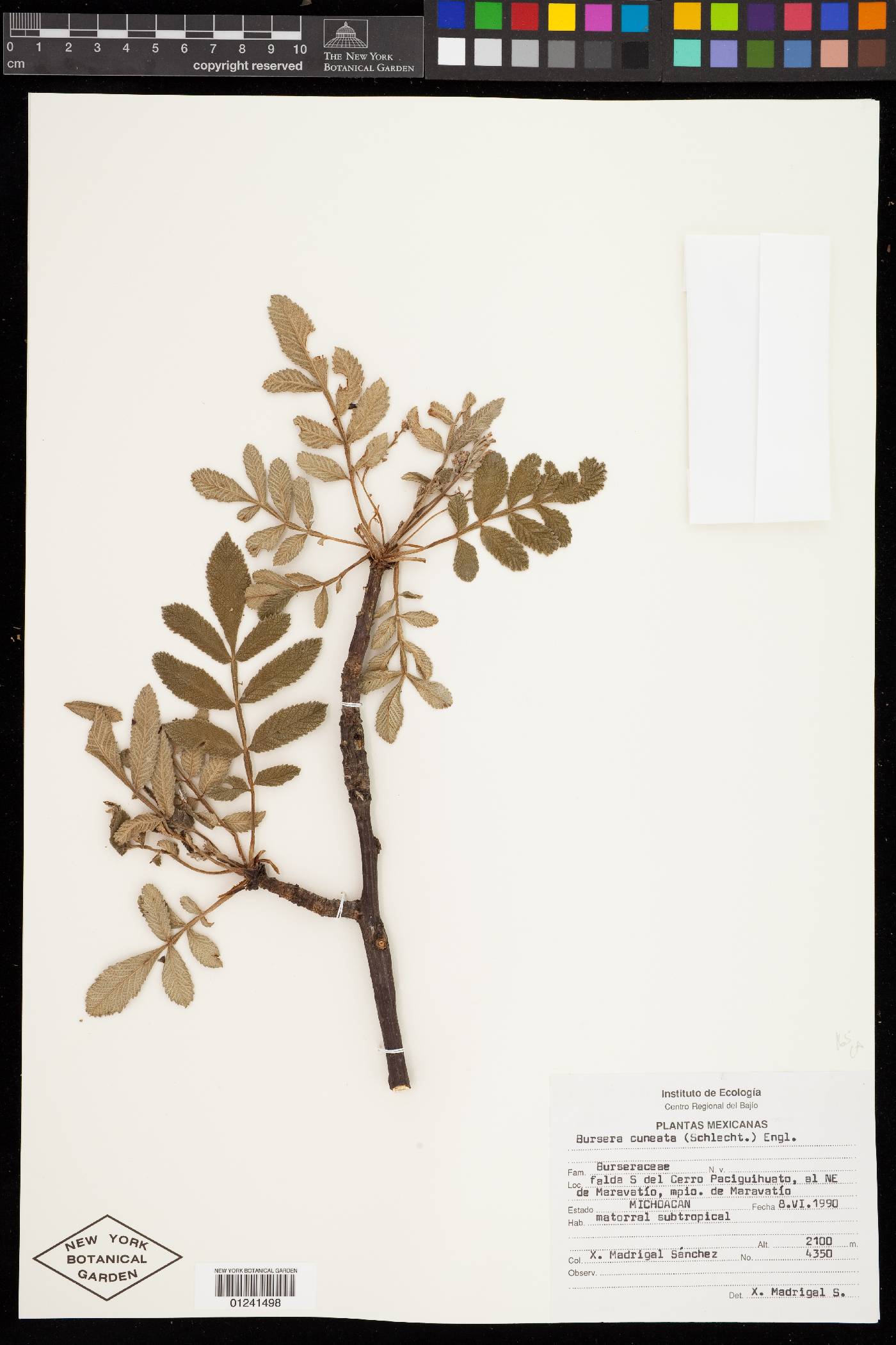 Bursera cuneata image