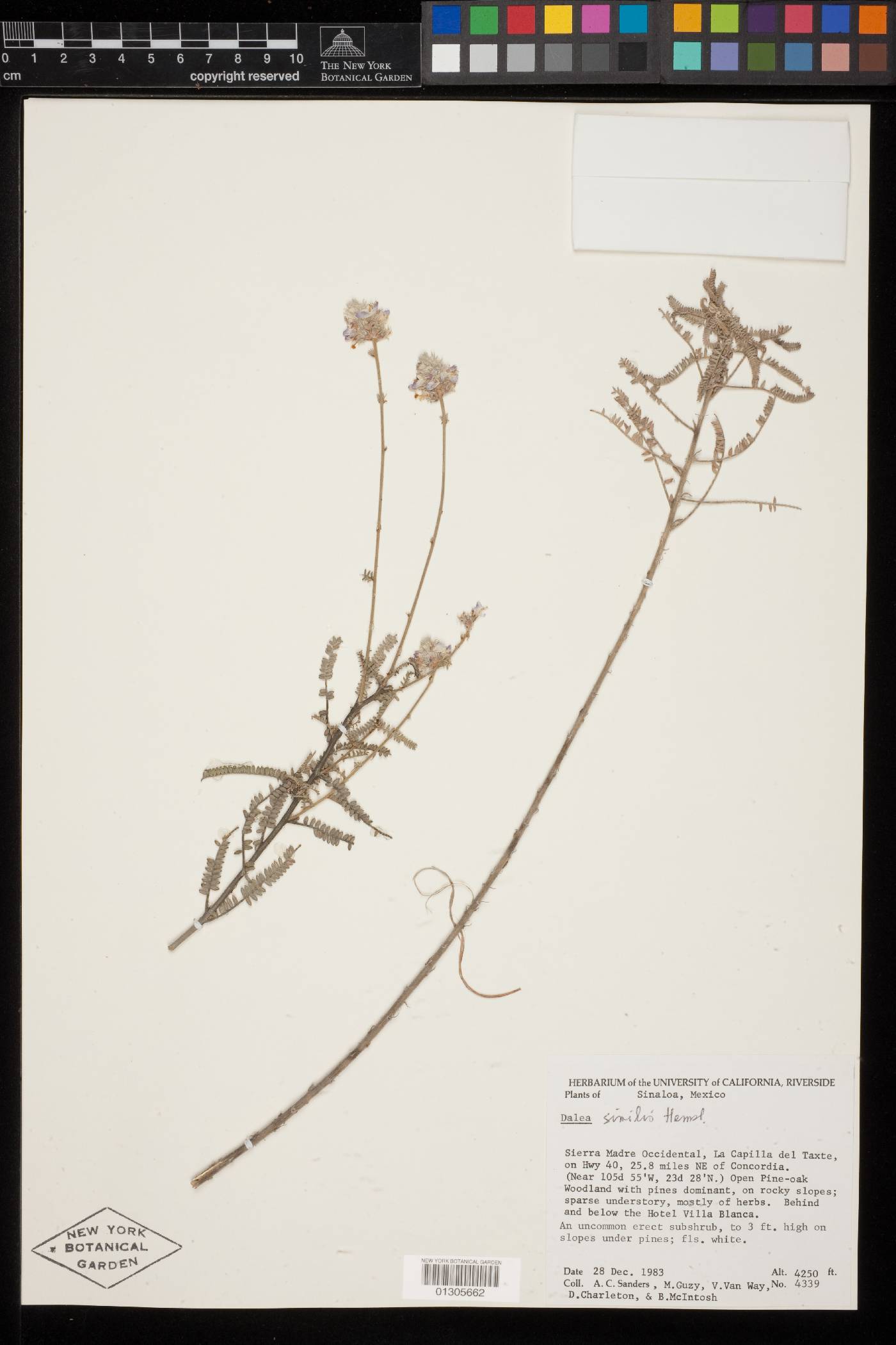 Dalea similis image