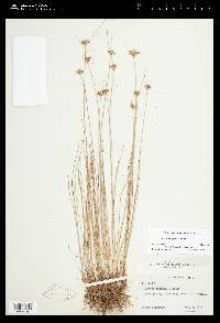 Juncus confusus image