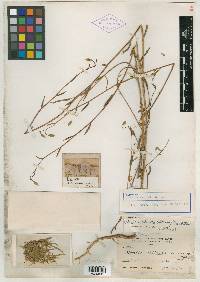 Godetia delicata image