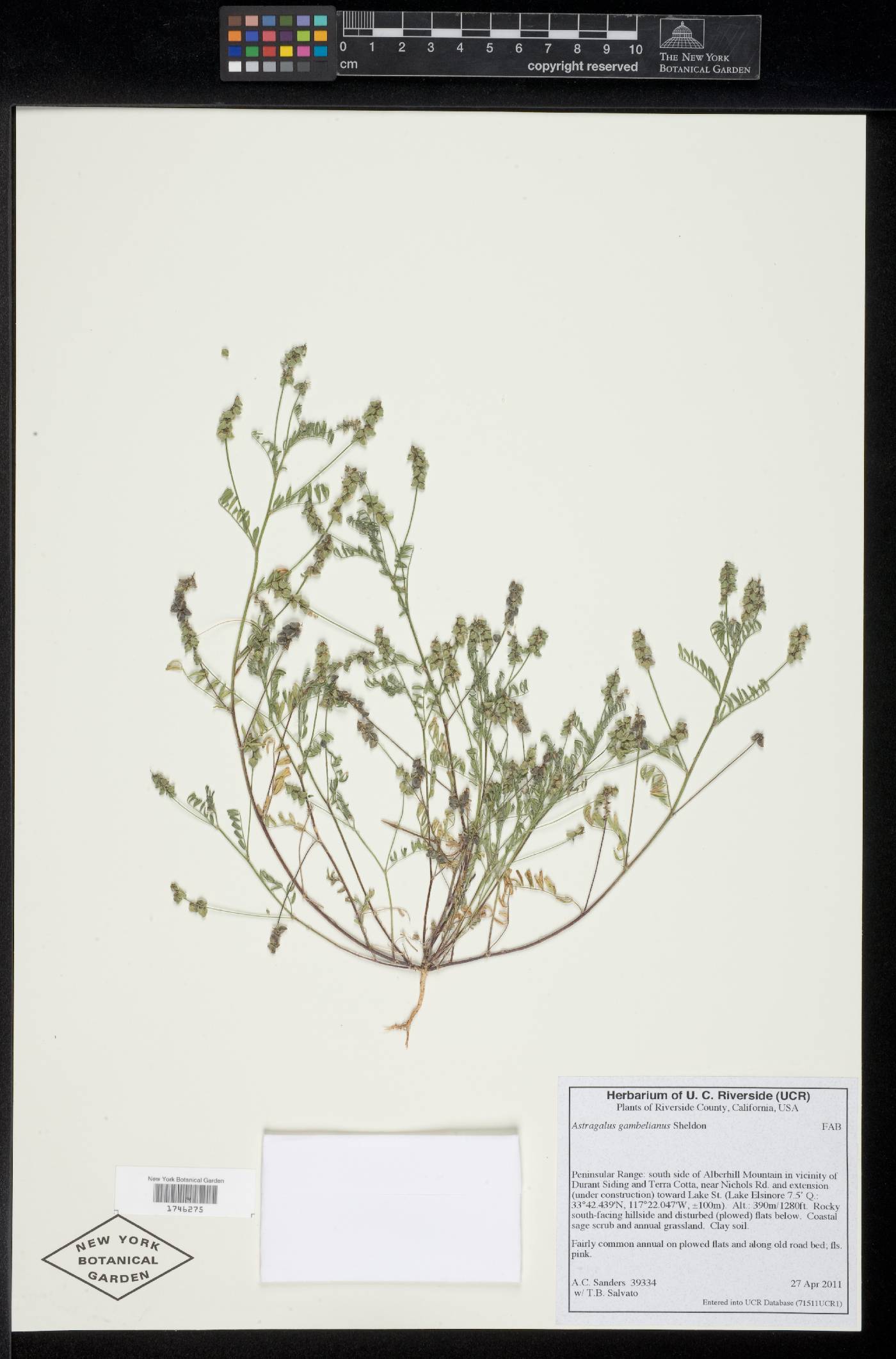 Astragalus gambelianus image