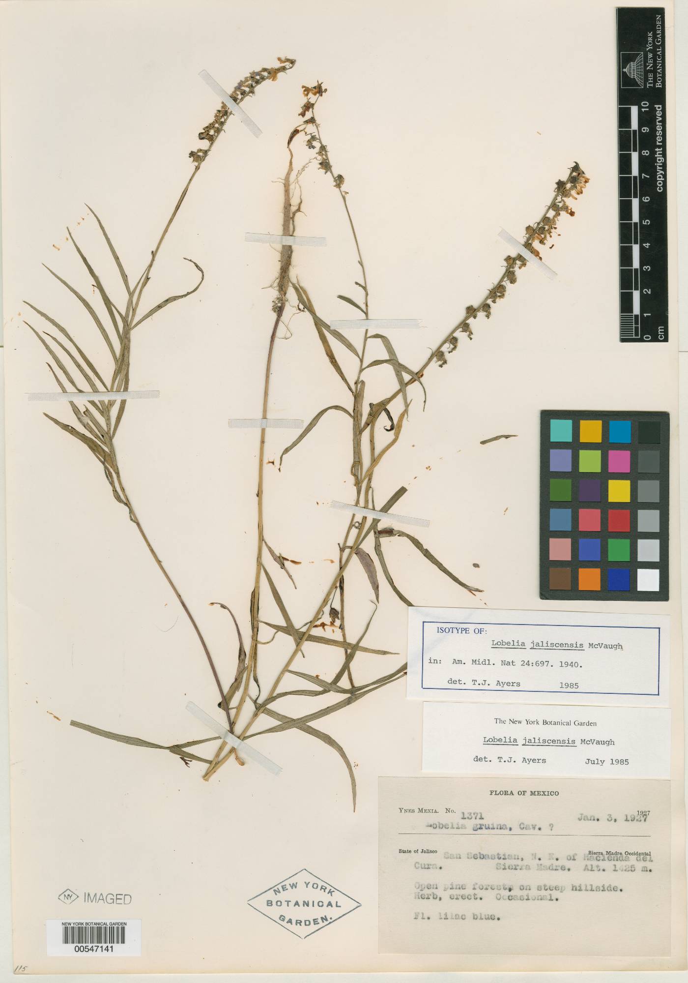 Lobelia jaliscensis image