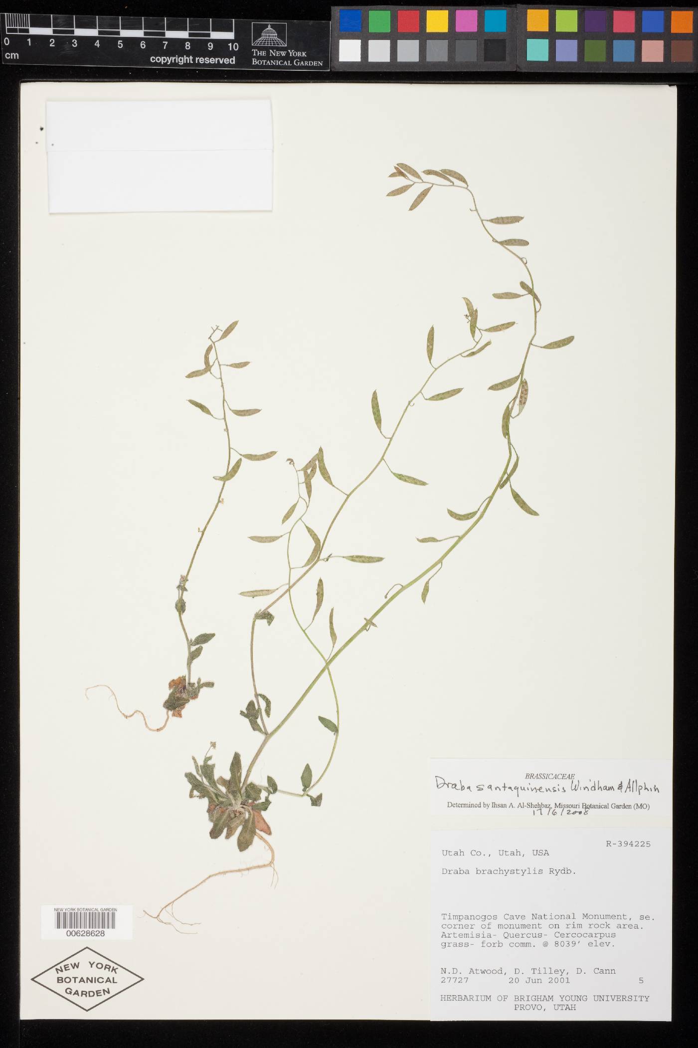 Draba santaquinensis image