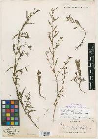 Ludwigia glandulosa image