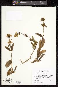 Penstemon flavescens image