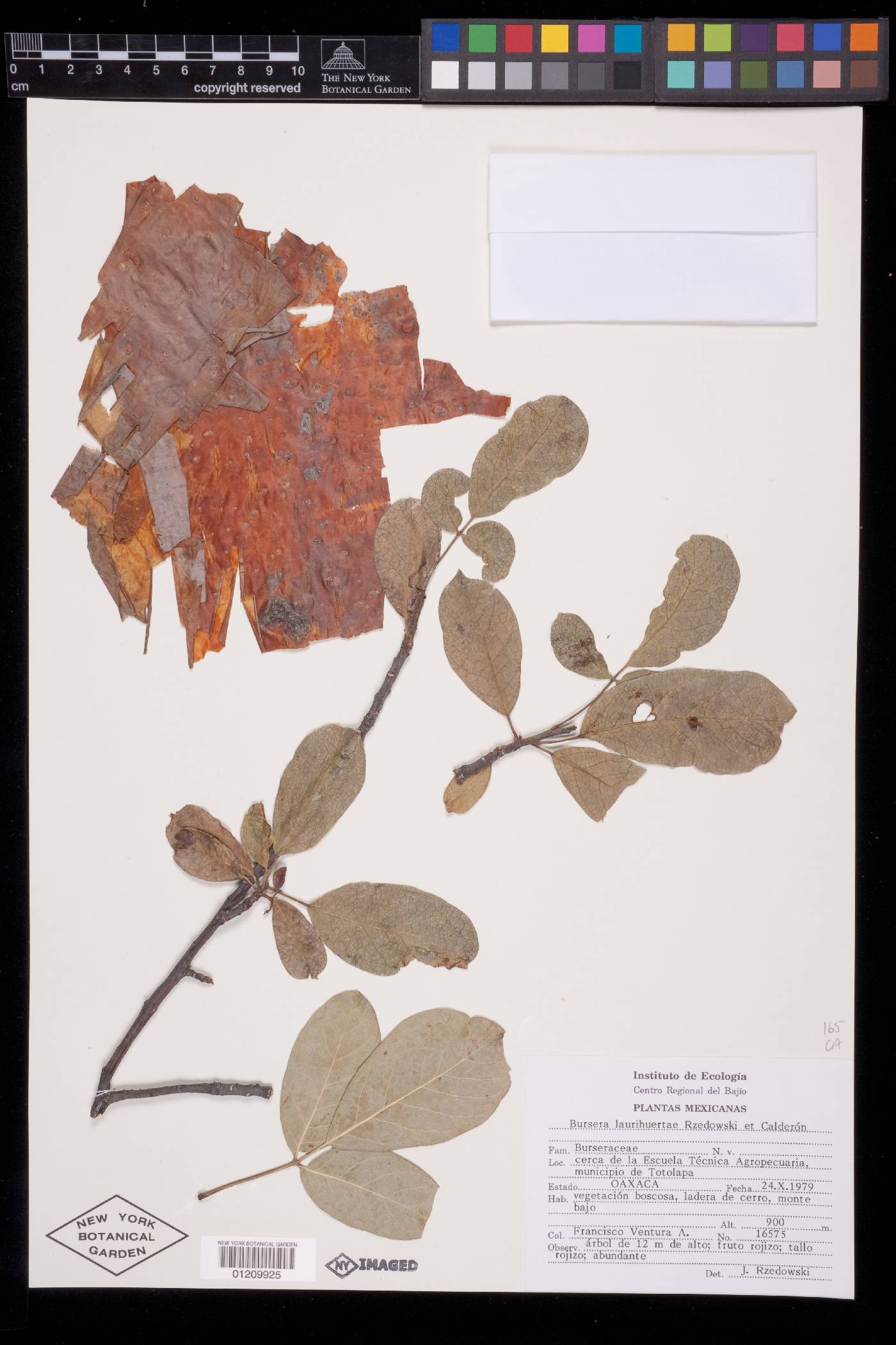 Bursera laurihuertae image